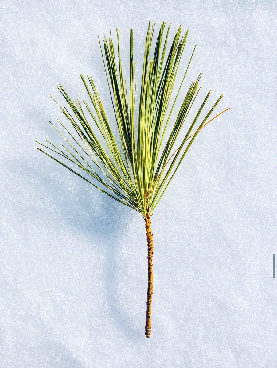 Eastern White Pine, An Effective Remedy For The Common Cold - Eat The Planet