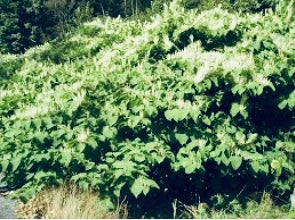 Stop trying to eradicate this invasive species and USE it instead