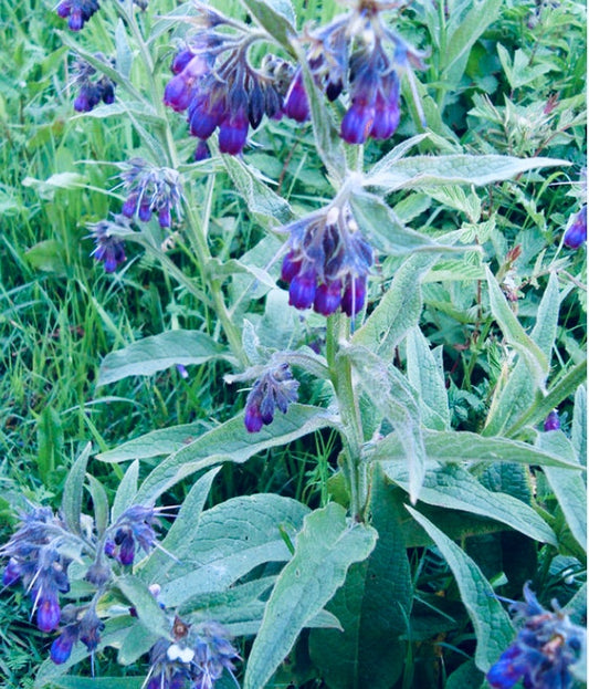 The body heals itself, which plants support the body's innate healing process