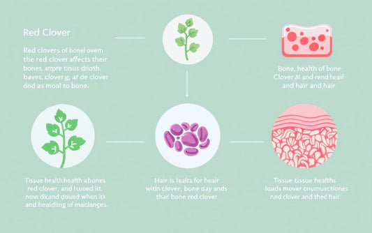 Red Clover: Nature's Answer to Low Estrogen and Its Effects on Bone, Hair  and Dental Health