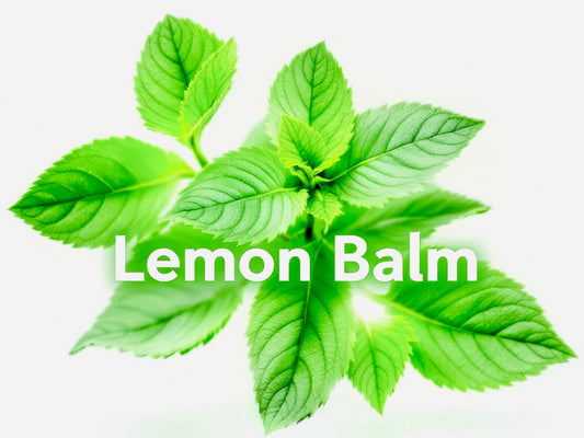 Lemon Balm: Your Natural Ally for Mind, Body, and Soul