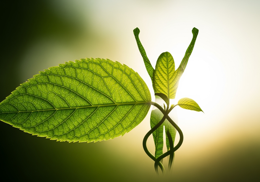 Reclaiming Balance: How Herbal Wisdom Supports Women’s Hormones
