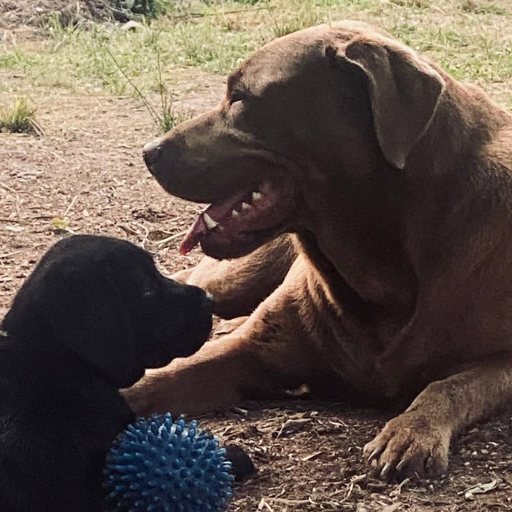 Pets are Family