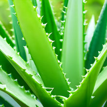 Load image into Gallery viewer, Aloe Vera Extract Powder 100X - Organic