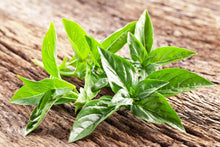 Load image into Gallery viewer, Basil Essential Oil - Organic