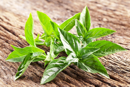 Basil Essential Oil - Organic