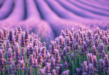 Load image into Gallery viewer, Lavender Bulgarian Essential Oil - Organic