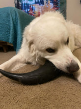 Load image into Gallery viewer, Bison Horn (Grass Fed &amp; Finished)