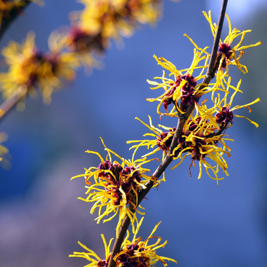 Witch Hazel Distillate -  Organic