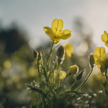 Load image into Gallery viewer, Primrose Seed Oil (10% GLA) - Virgin Organic