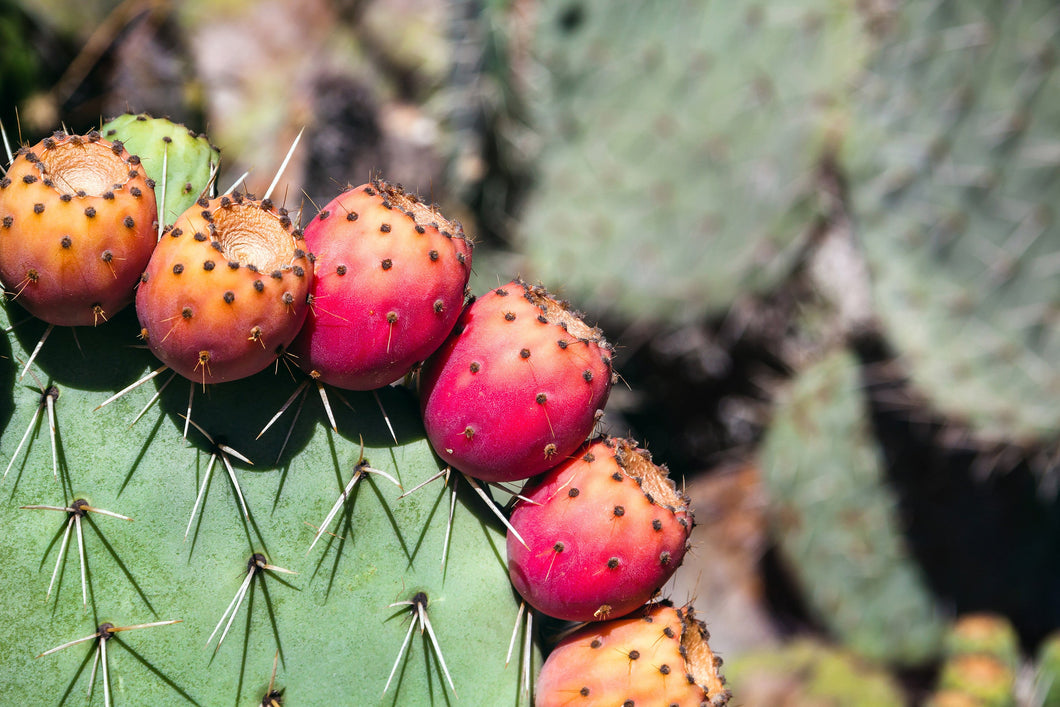 Prickly Pear Cactus Seed Oil - Virgin Organic