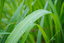 Load image into Gallery viewer, Palmarosa Essential Oil - Organic