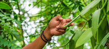 Load image into Gallery viewer, Ecuadorian Vanilla Beans - Whole Grade A Pods for Baking and Extract Making