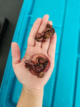 Load image into Gallery viewer, Lamb Pizzle