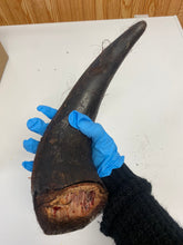 Load image into Gallery viewer, Bison Horn (Grass Fed &amp; Finished)