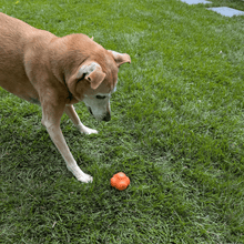 Load image into Gallery viewer, Dog Fetch Balls