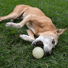 Load image into Gallery viewer, Dog Fetch Balls