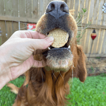 Load image into Gallery viewer, Fish Chips Snack Pack Bundles | Dog Treats for Training &amp; Travel