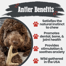 Load image into Gallery viewer, Deer Antler Dog Chews | Organic Chews for Dogs