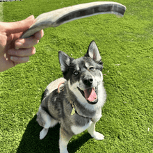 Load image into Gallery viewer, Reindeer Antler Dog Chews | Organic Chews for Dogs