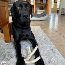 Load image into Gallery viewer, Deer Antler Dog Chews | Organic Chews for Dogs