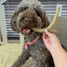 Load image into Gallery viewer, Deer Antler Dog Chews | Organic Chews for Dogs