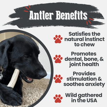 Load image into Gallery viewer, Elk Antler Dog Chews | All-Natural Whole and Split Elk Antler Chews for Dogs