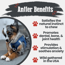 Load image into Gallery viewer, Elk Antler Dog Chews | All-Natural Whole and Split Elk Antler Chews for Dogs