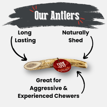 Load image into Gallery viewer, Reindeer Antler Dog Chews | Organic Chews for Dogs