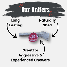 Load image into Gallery viewer, Reindeer Antler Dog Chews | Organic Chews for Dogs