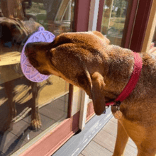 Load image into Gallery viewer, Dog Lick Mats with Suction Cups