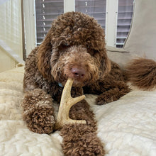 Load image into Gallery viewer, Deer Antler Dog Chews | Organic Chews for Dogs