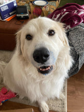 Load image into Gallery viewer, Blue Spirulina Powder (Organic)