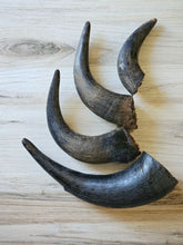 Load image into Gallery viewer, Bison Horn (Grass Fed &amp; Finished)