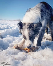 Load image into Gallery viewer, Lamb Shank (GFF &amp; Pasture Raised)