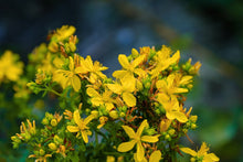 Load image into Gallery viewer, St. John&#39;s Wort, Organic, Cut &amp; Sifted