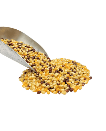 Popcorn, Tri-Color, Organic