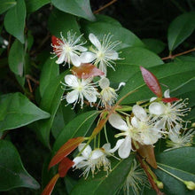 Load image into Gallery viewer, Copaiba Balsam Essential Oil - Organic