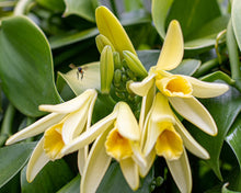 Load image into Gallery viewer, Guatemala Vanilla Beans - Whole Grade A Vanilla Pods for Vanilla Extract and Baking