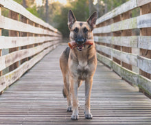 Load image into Gallery viewer, Beef Trachea (Grass Fed &amp; Finished)