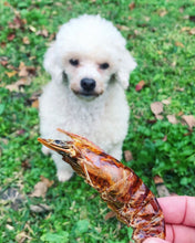 Load image into Gallery viewer, Shrimp