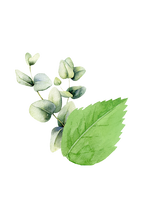 Load image into Gallery viewer, Epsom Salt Soak | Mint &amp; Eucalyptus