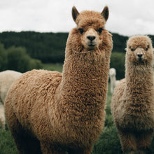 Load image into Gallery viewer, Alpaca Dryer Balls ( 3 pack )