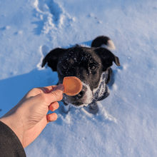 Load image into Gallery viewer, Holiday Chips Dog Treats - Chicken &amp; Turkey 12oz