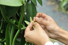 Load image into Gallery viewer, Rwanda Vanilla Beans Grade A Whole Pods