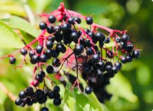 Load image into Gallery viewer, Black Elderberries Organic European dried