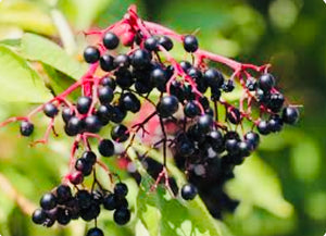 Black Elderberries Organic European dried